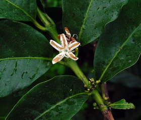 704px-coffea_robusta_b.jpg