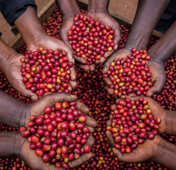 У эфиопского переработчика кофе появился китайской инвестор