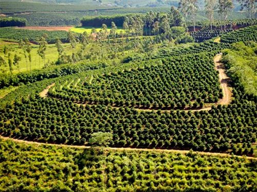 Реально ли приобрести бразильскую кофейную ферму?